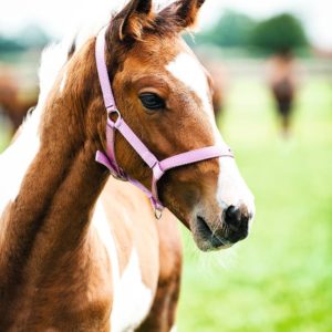VARSARIIMU NAILON SÄÄDETTÄVÄ PINKKI