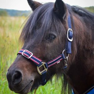 NAILONRIIMU COB EQCODE DEXTER T.SIN/PUN.